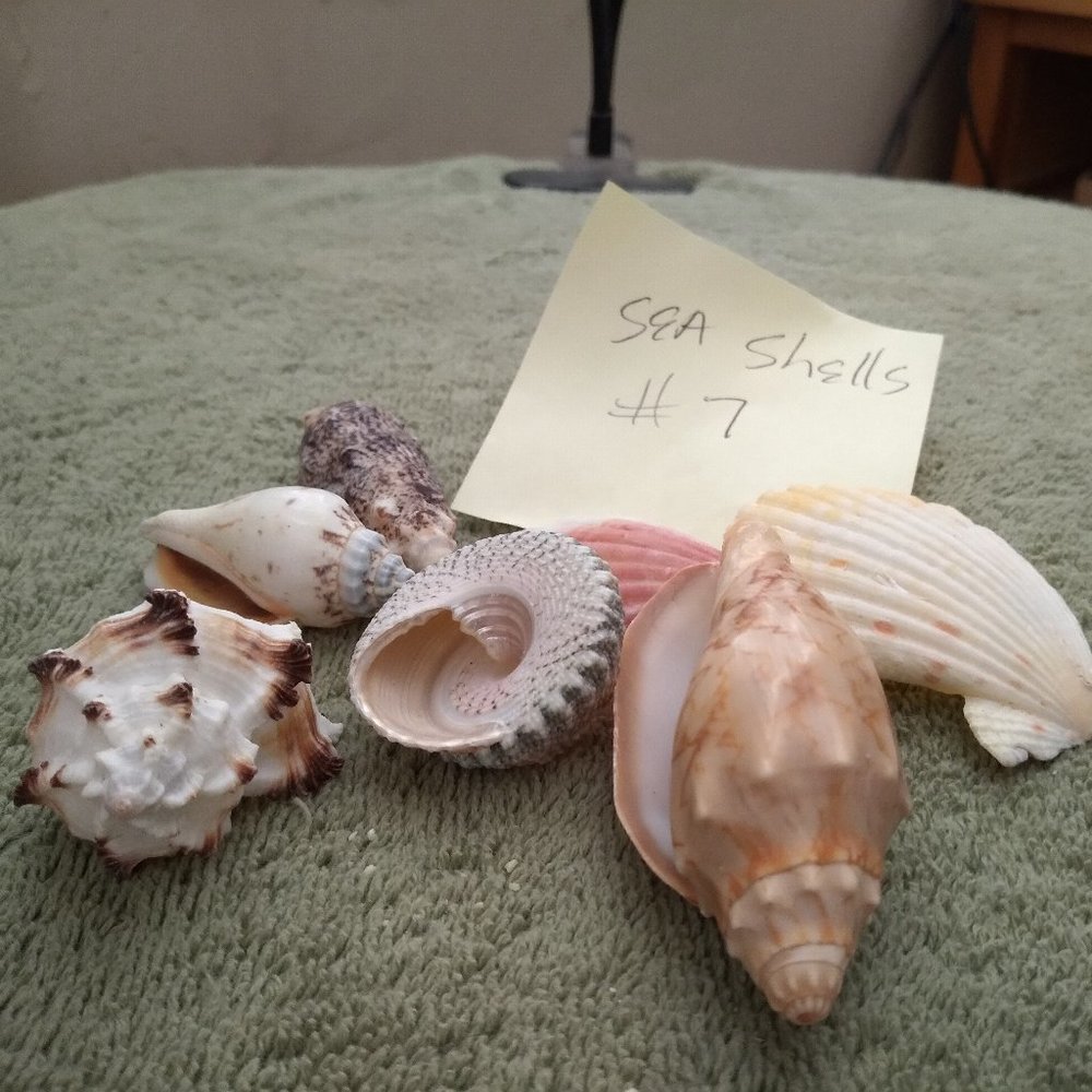 Pacific Seashell collections